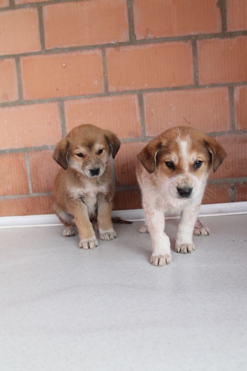 ქართული ქოფაკი უსახელო