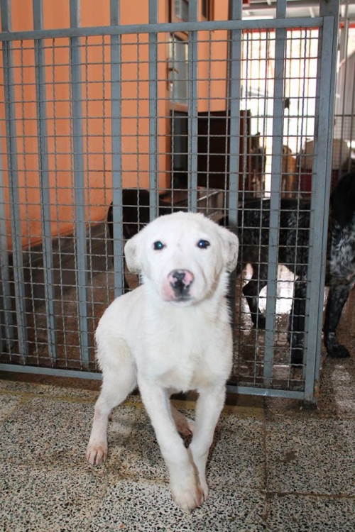 მეტისი უსახელო