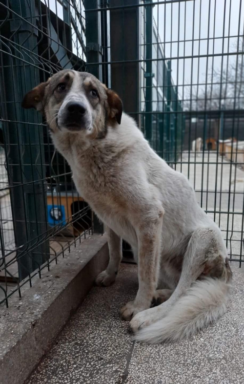 ქართული ქოფაკი უსახელო