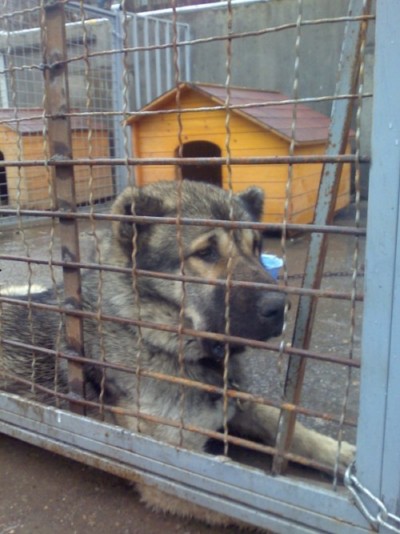 * გაჩუქებულები