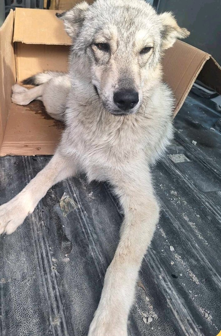 მეტისი. ასურეთი