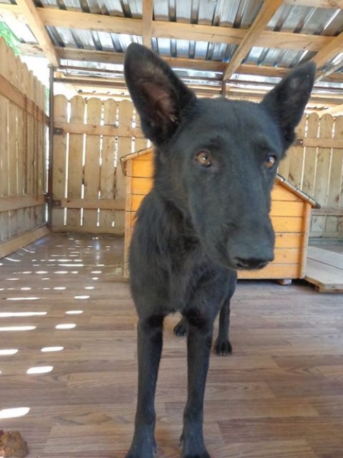 ბელგიური ნაგაზი უსახელო