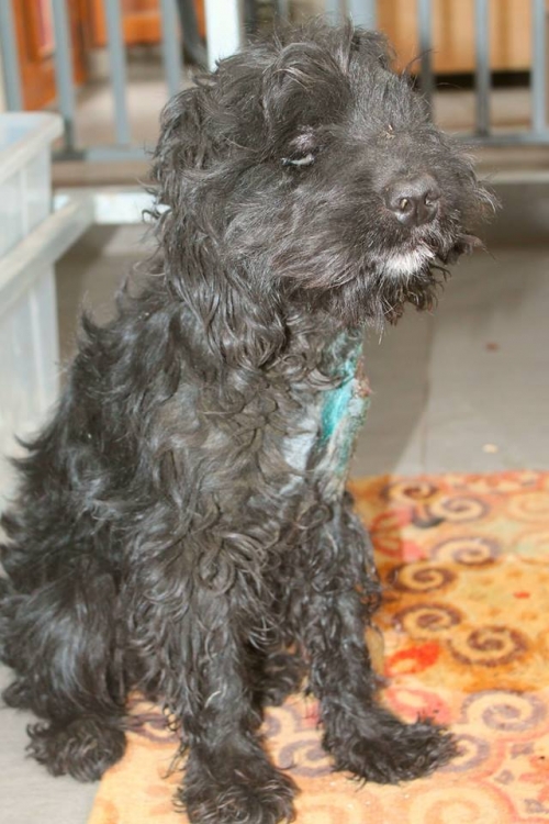 ბალონკის მეტისი უსახელო