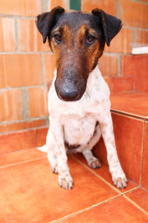 ჯეკ რასელ ტერიერი უსახელო