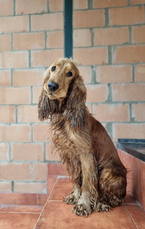 კოკერსპანიელი ვარკეთილი