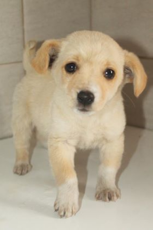 მეტისი უსახელო