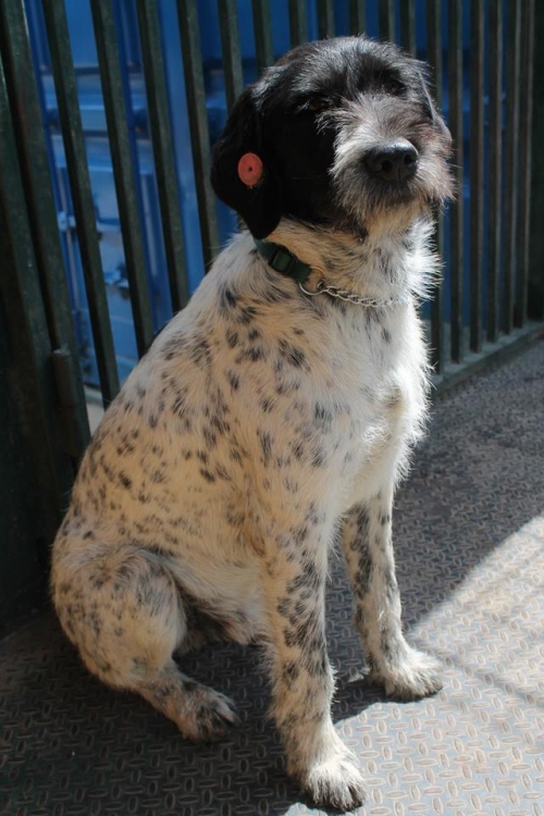 დრათხარის მეტისი უსახელო