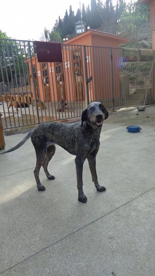 სეტერი ლილუ