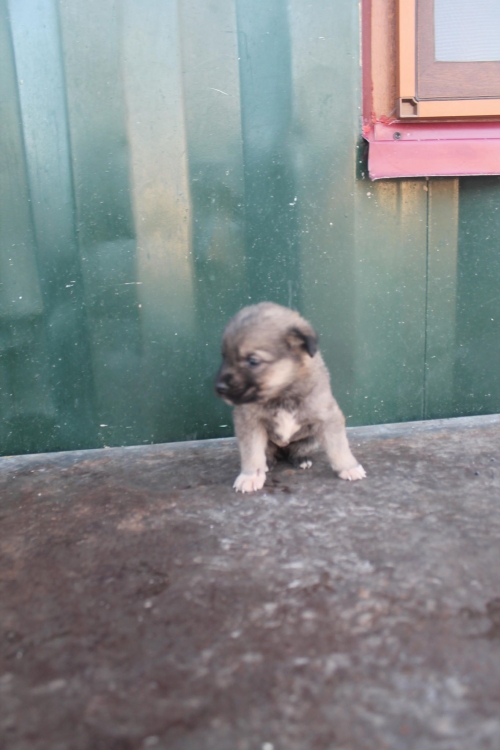 ქართული ქოფაკი უსახელო