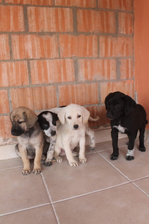 მეტისი უსახელო