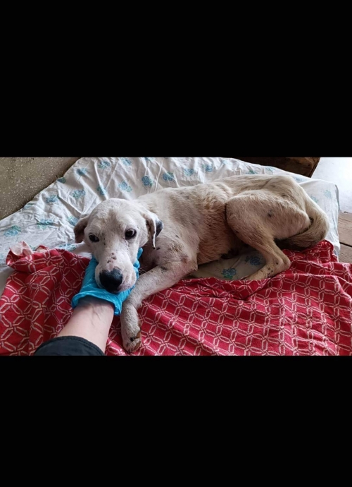 მეტისი ზუგდიდი