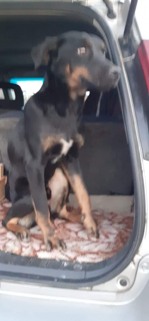 მეტისი უსახელო