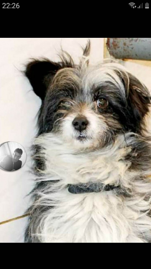 ბალონკა გადმოყვანილია მუნიციპალური თავშესაფრიდან