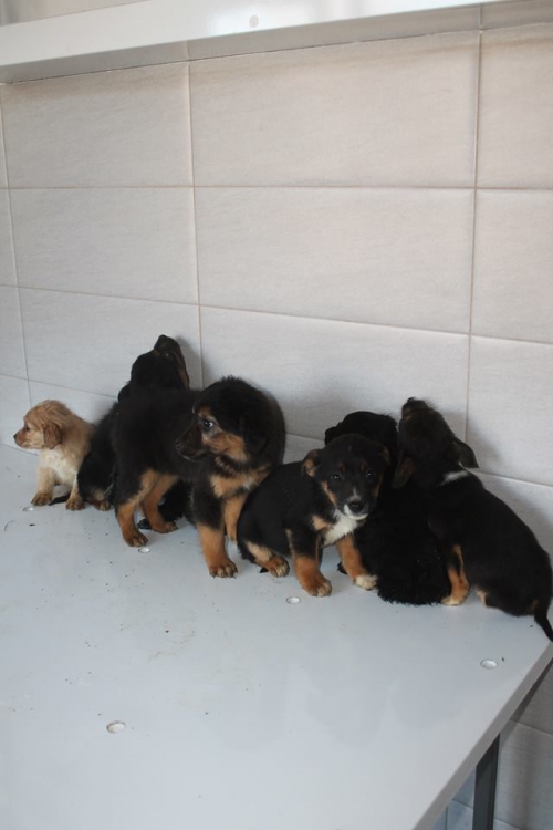 მეტისის ლეკვები უსახელო