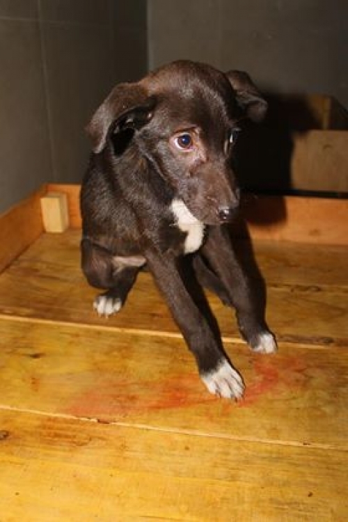 მეტისი უსახელო