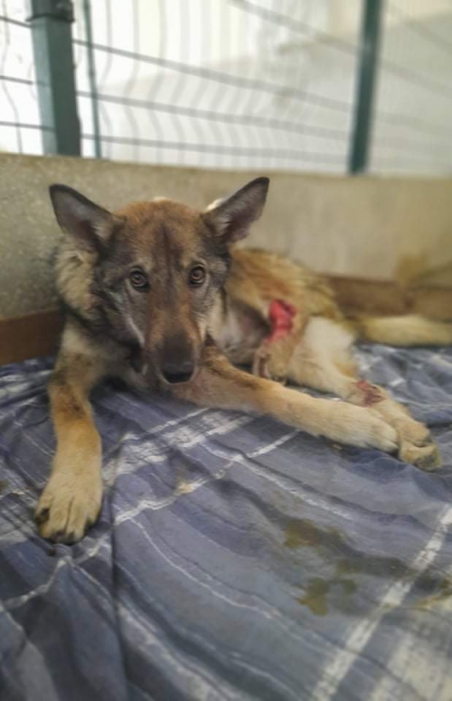 მეტისი ამბროლაურის რაიონი