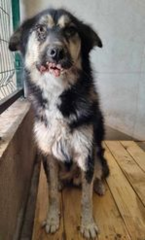 მეტისი საჩხერე