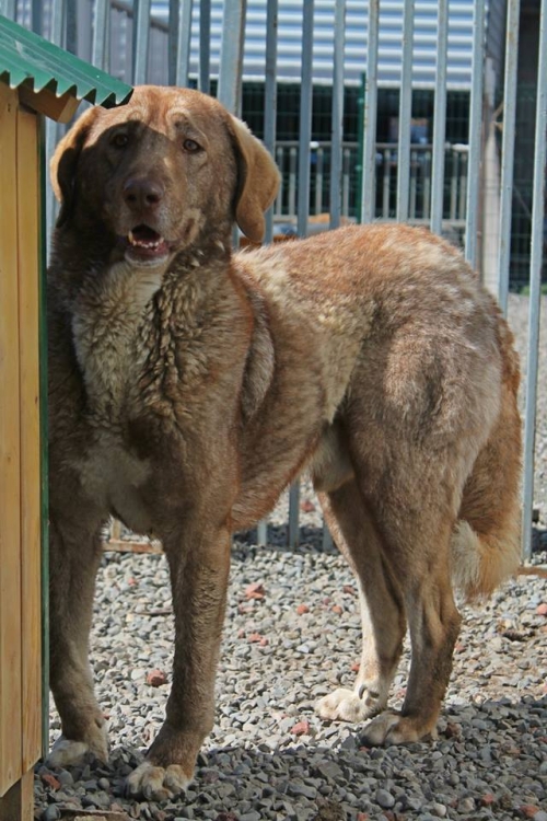 მეტისი ჯეკა