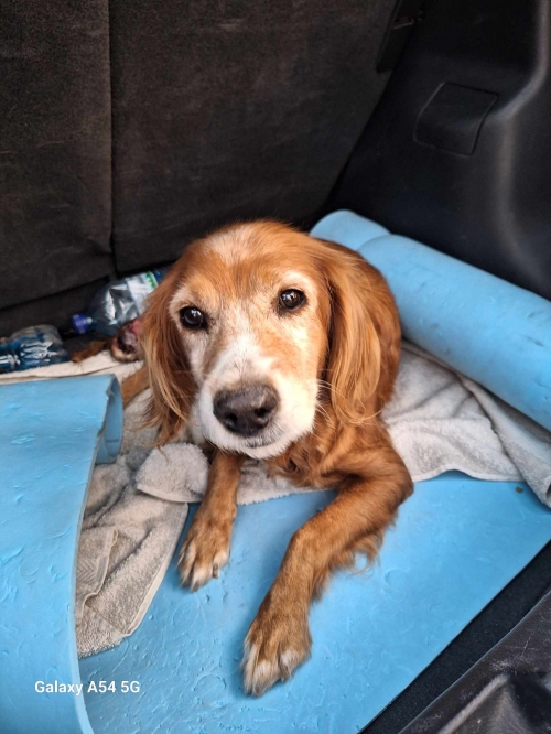 კოკერსპანიელი ქ.რუსთავი მე 19 მკრ. მე 8 კპ.