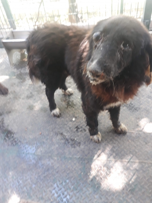 მეტისი ტასო ლოსაბერიძე