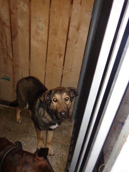 მეტისი უსახელო