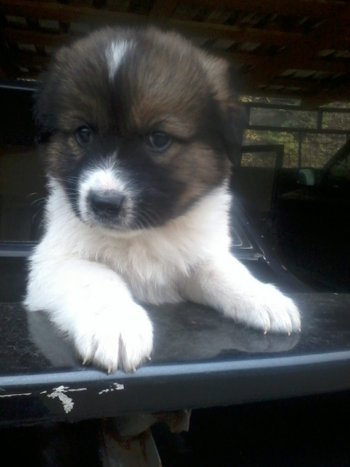 ქართული ქოფაკი უსახელო