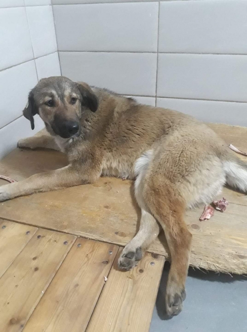 მეტისი უსახელო