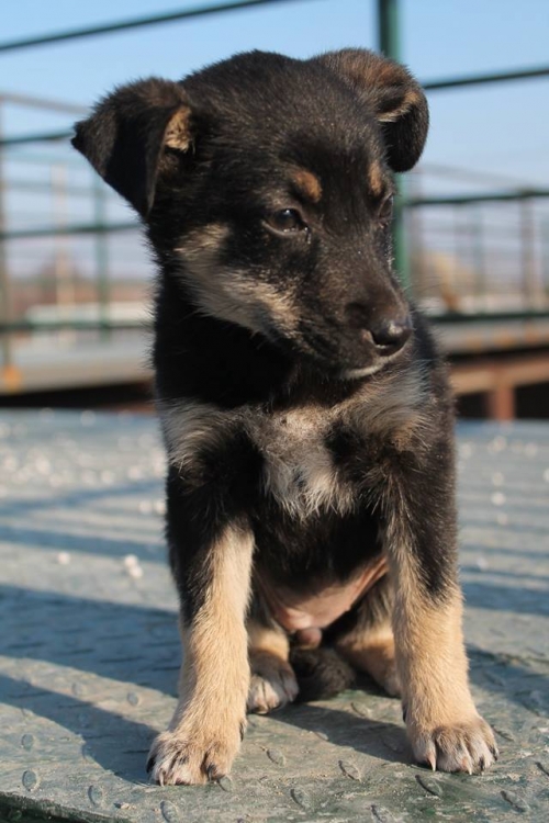 მეტისი უსახელო