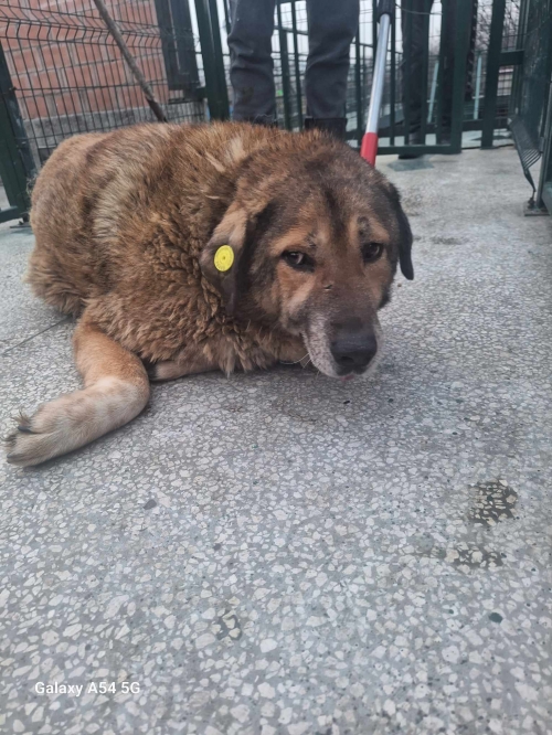 ქართული ქოფაკი გადმოყვანილია მუნიციპალური თავშესაფრიდან