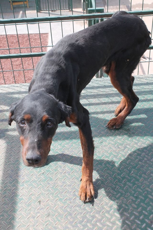 დობერმანის მეტისი დობი