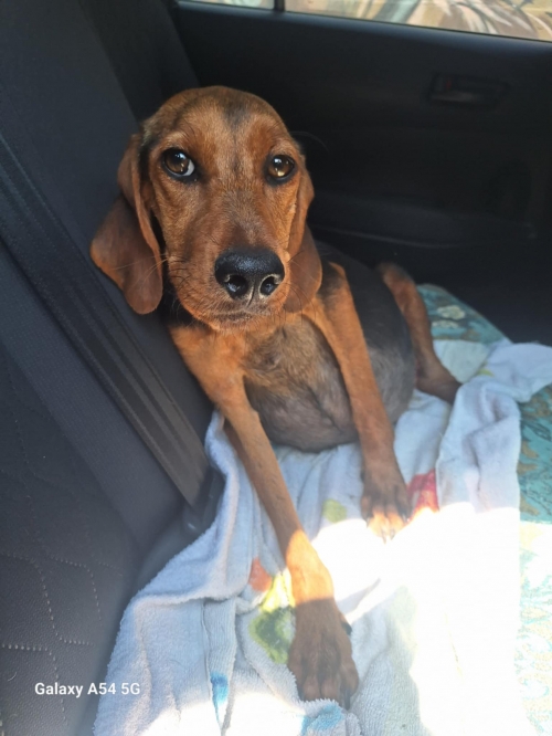 მეტისი გადმოყვანილია ცხოველთა მონიტორინგის სააგენტოდან