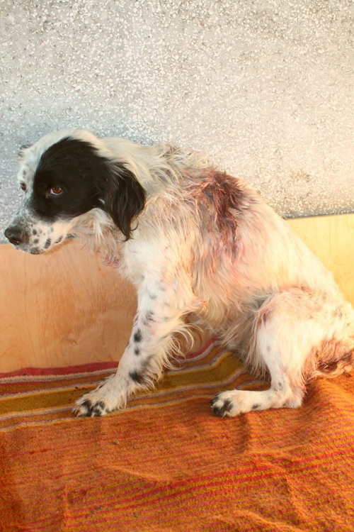 სეტერი უსახელო