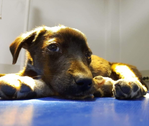 მეტისი უსახელო