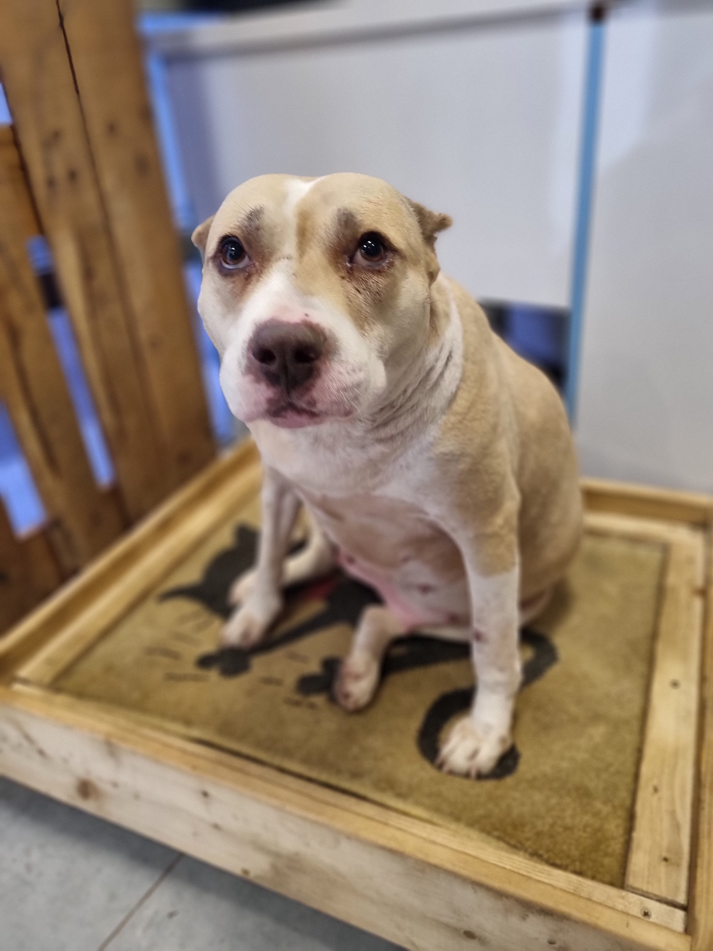 პიტბული. ნუცუბიძის მე-4 პლატო