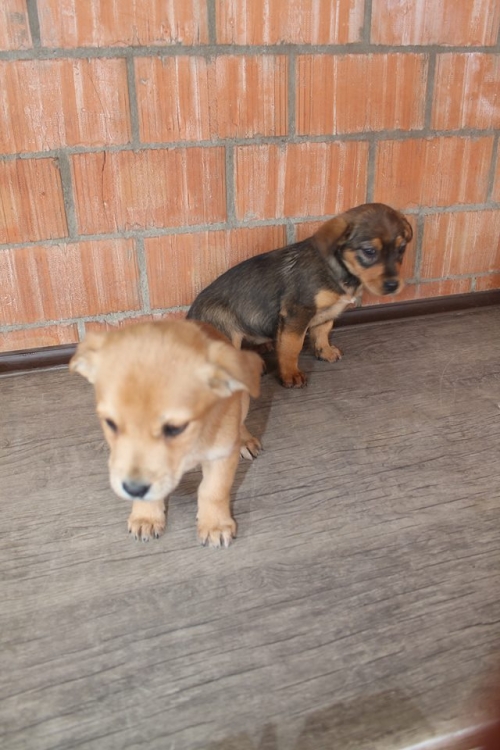 მეტისის ლეკვები უსახელო