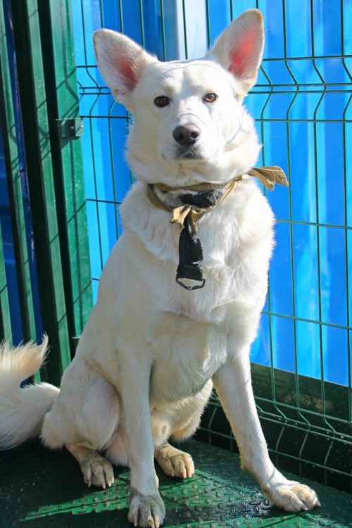 მეტისი უსახელო