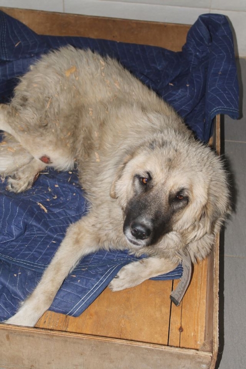 ქართული ქოფაკი მურა