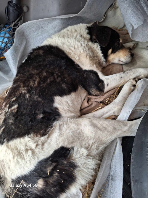 ქართული ქოფაკი ლაგოდეხი სოფ. ლელიანი