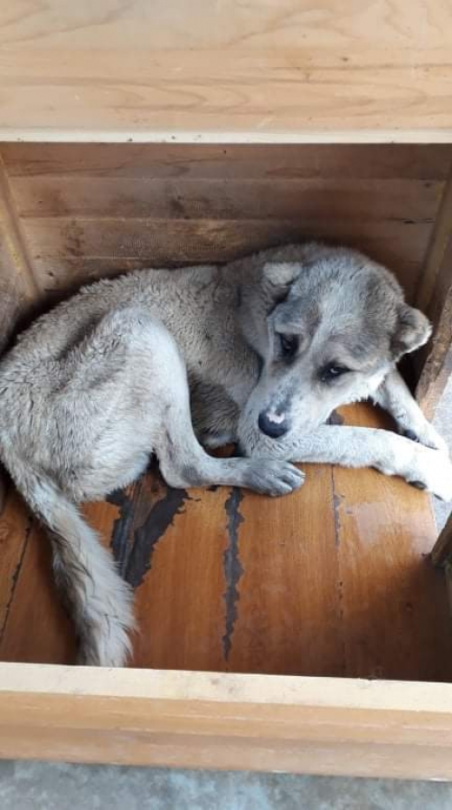 ქართული ნაგაზი უსახელო