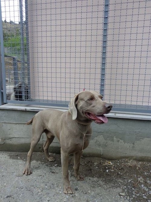 ვეიმარანერი უცნობი