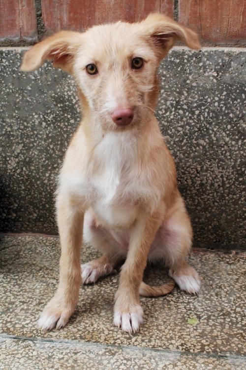 ბალონკა ბანი