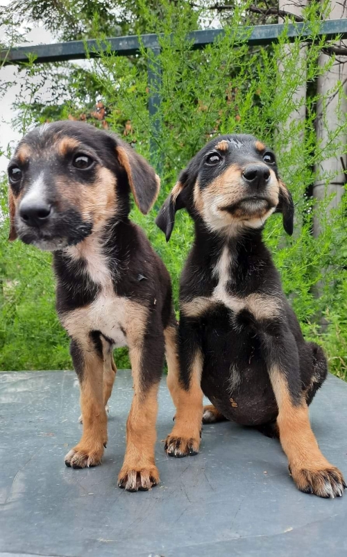 მეტისი ბაზალეთის გზა