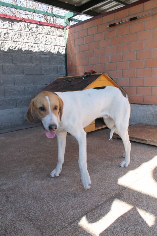 გონჩი ჩაპა