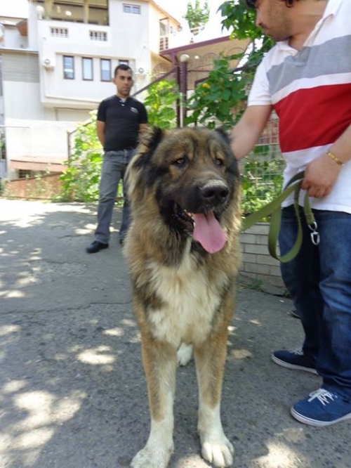 ქართული ნაგაზი უსახელო