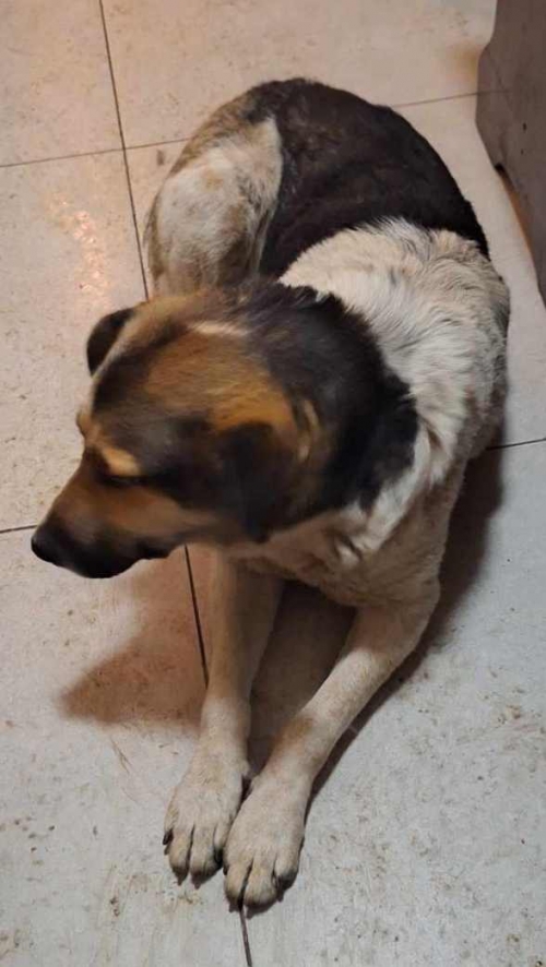 ქართული ქოფაკი მცხეთის მონასტერი