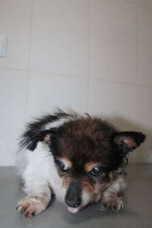 პაპილო ჯუნიო